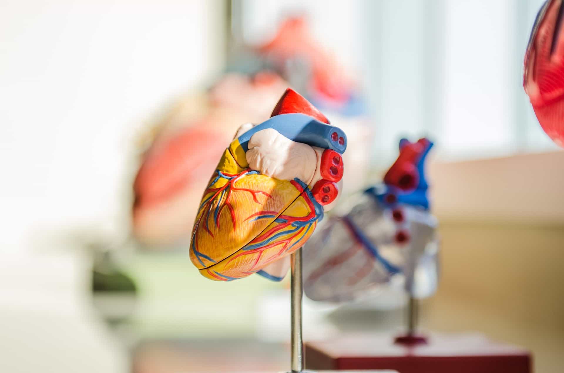 Human heart