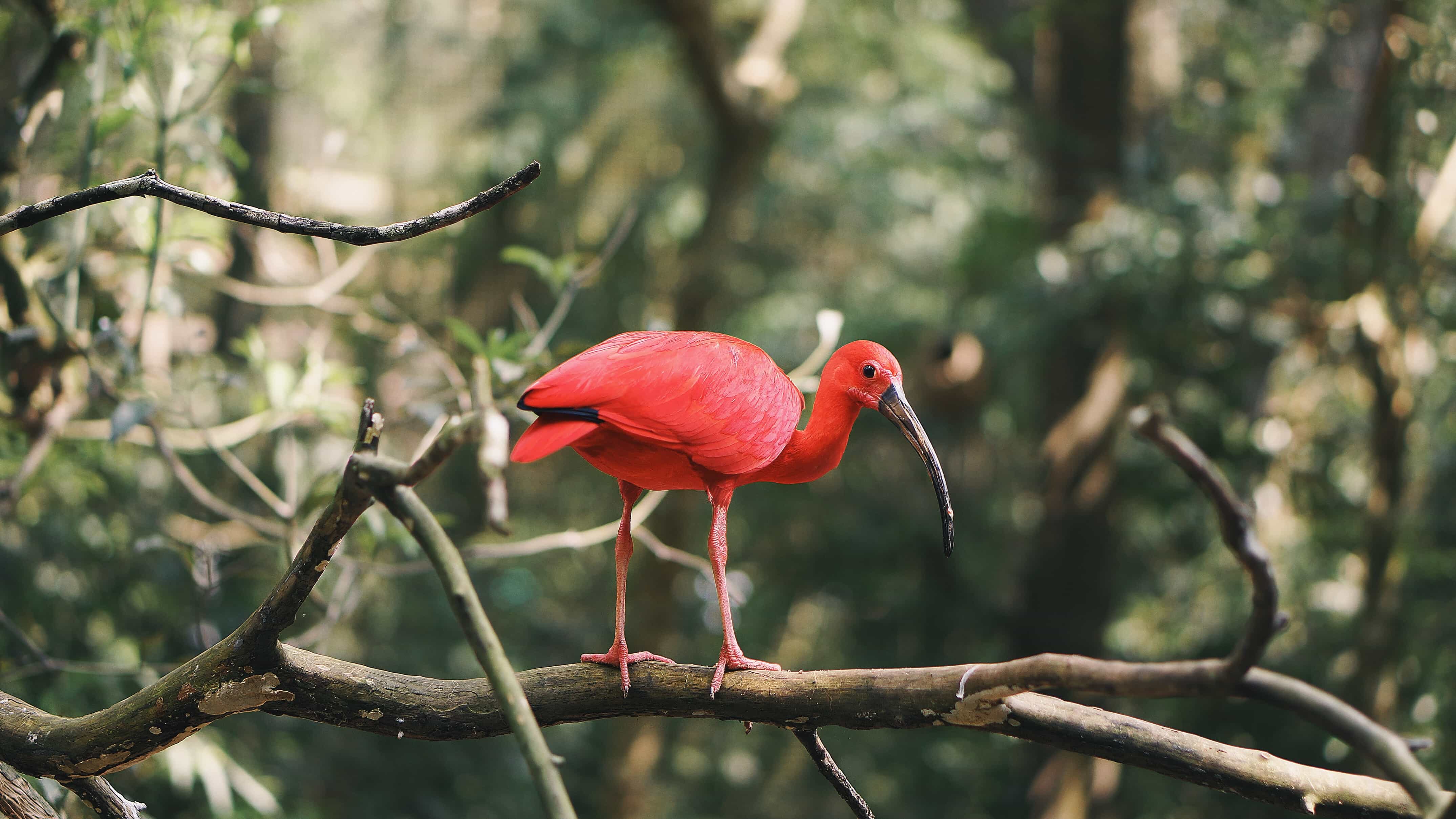 Red bird in Brazil on a tree brance