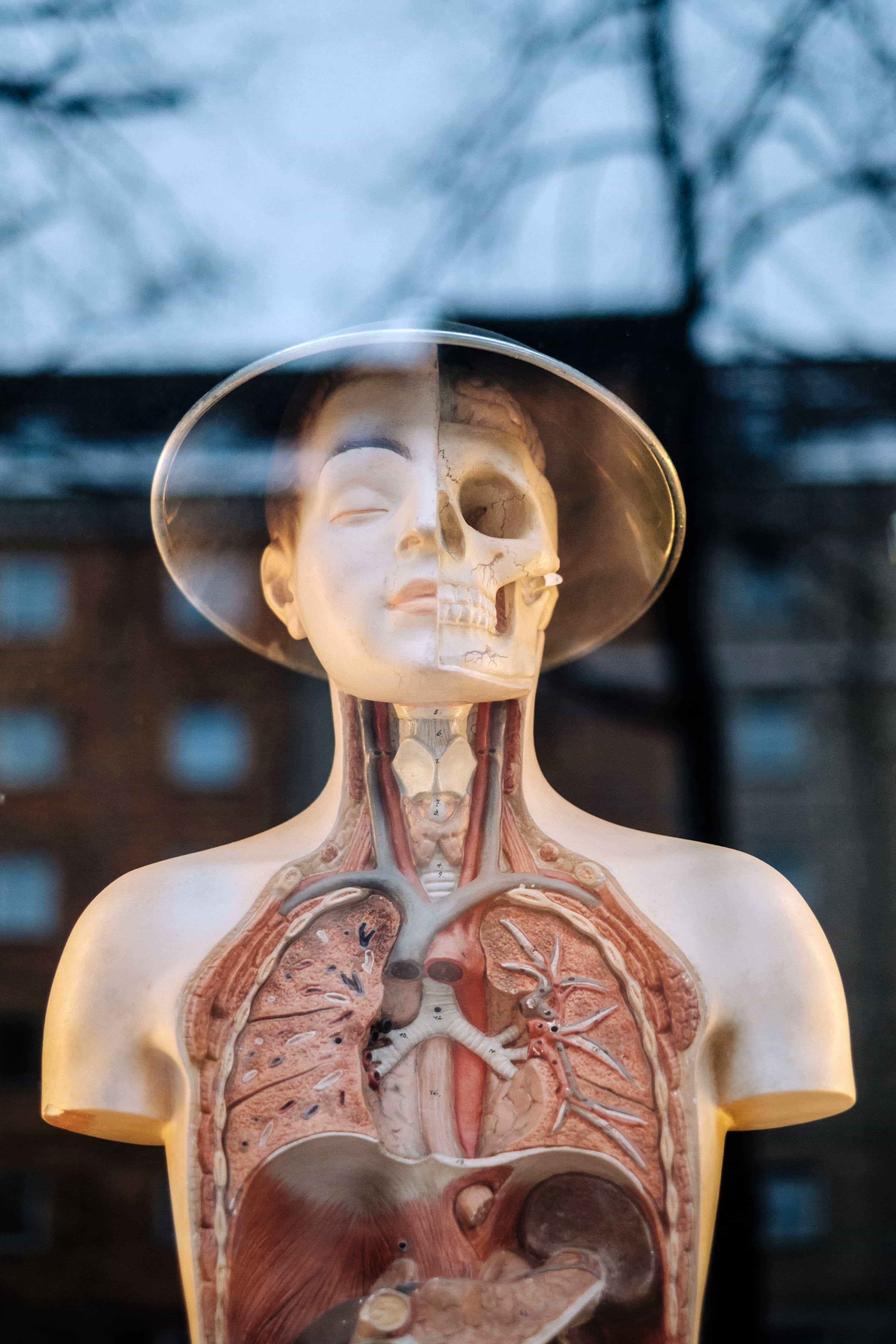 The inside of the human body